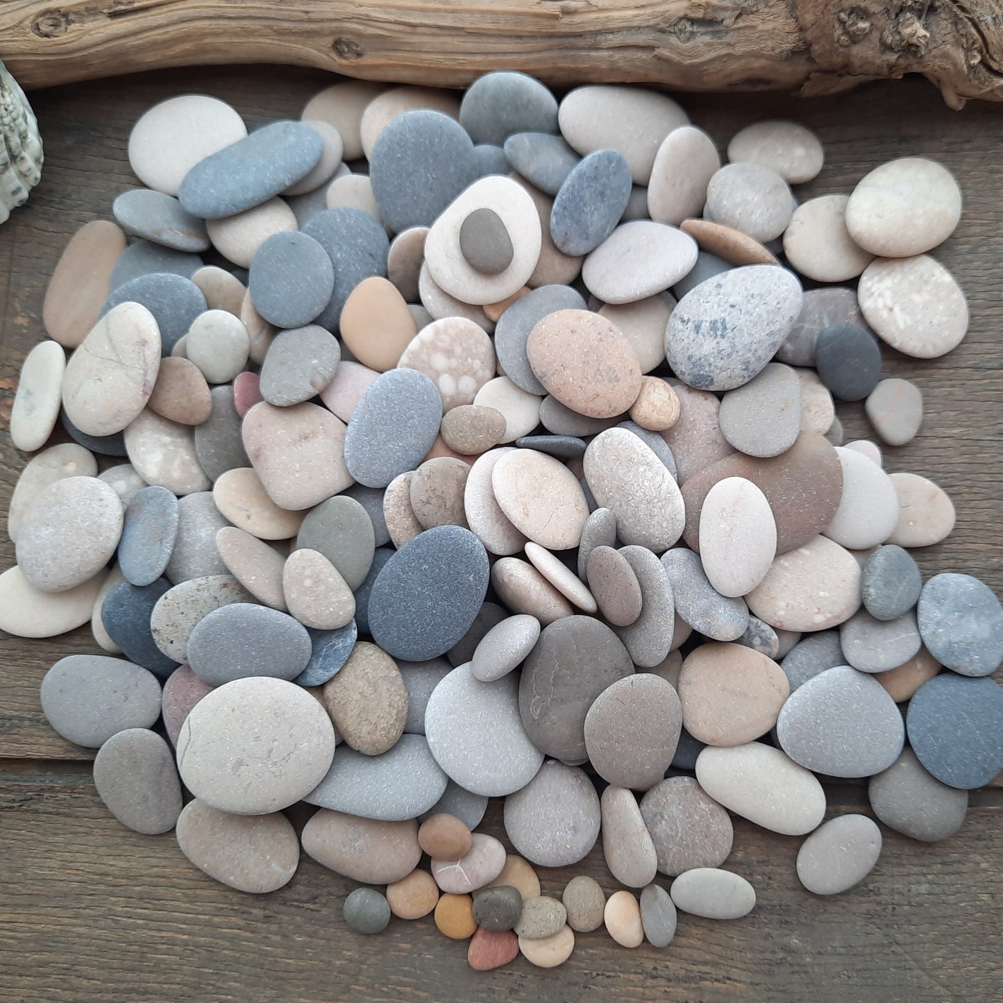 Assorted colored pebbles on a wooden surface with a shell.