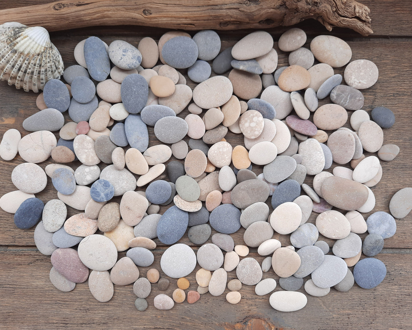 Assorted colored smooth beach pebbles on a wooden surface with a shell and driftwood.