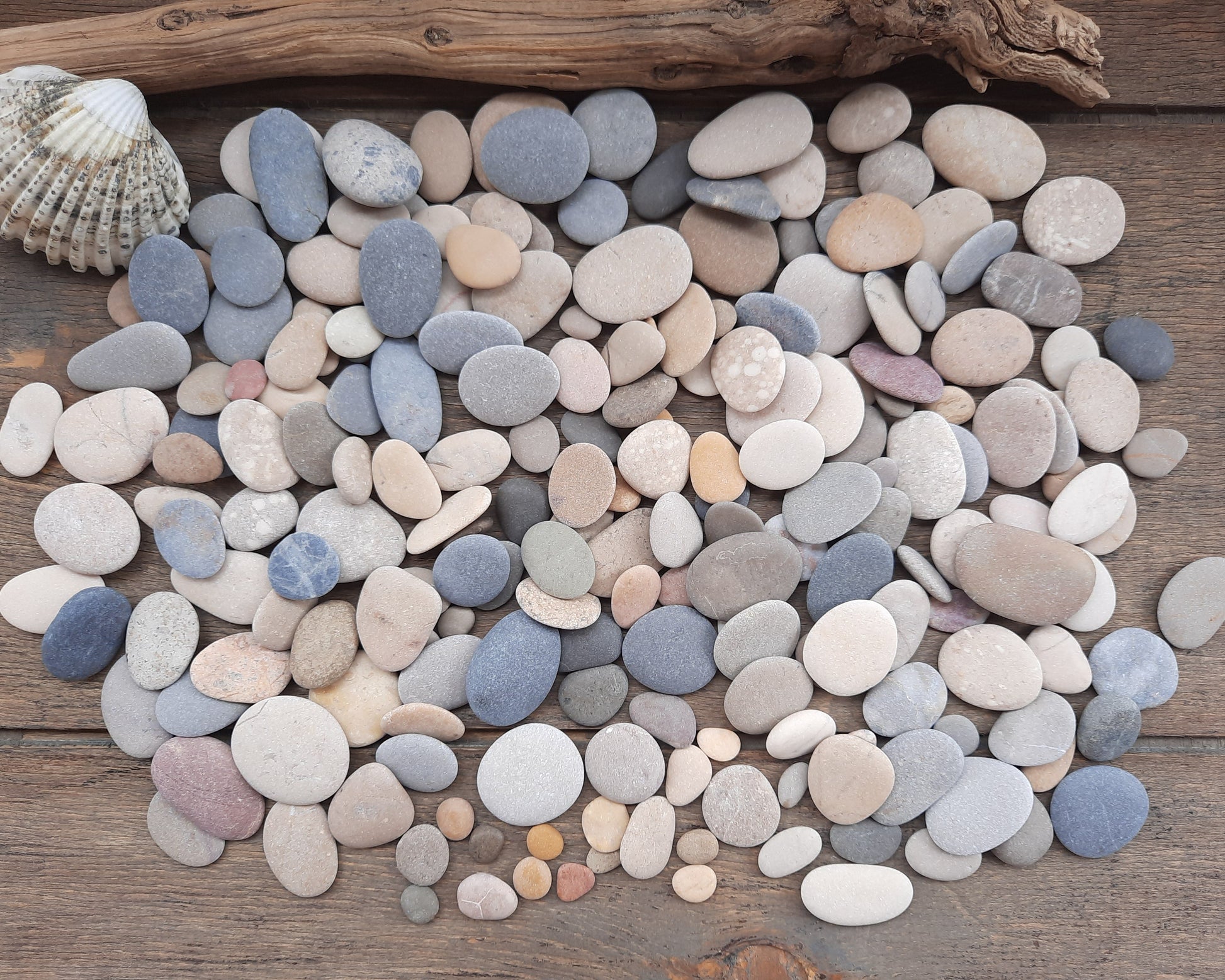 Assorted colored smooth beach pebbles on a wooden surface with a shell and driftwood.