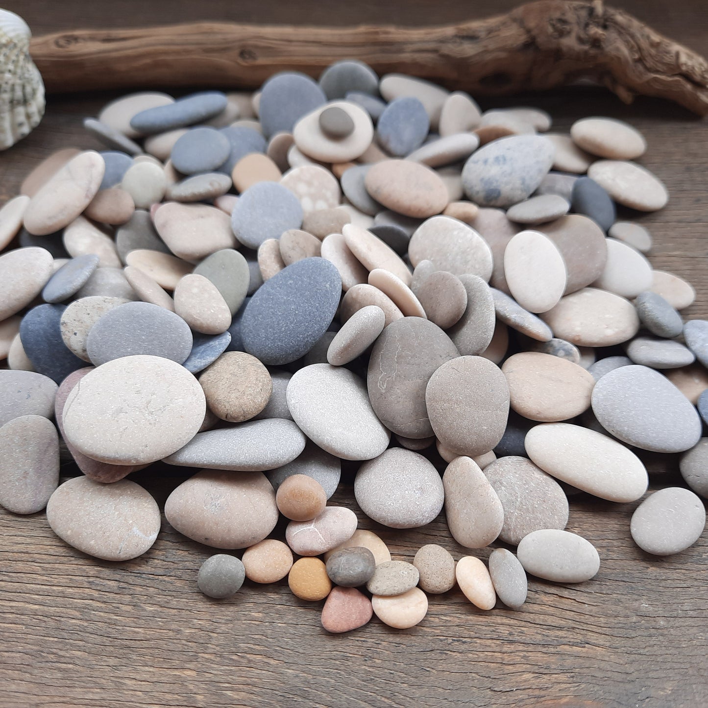 Assorted colored genuine beach pebbles on a wooden surface with a shell and driftwood.